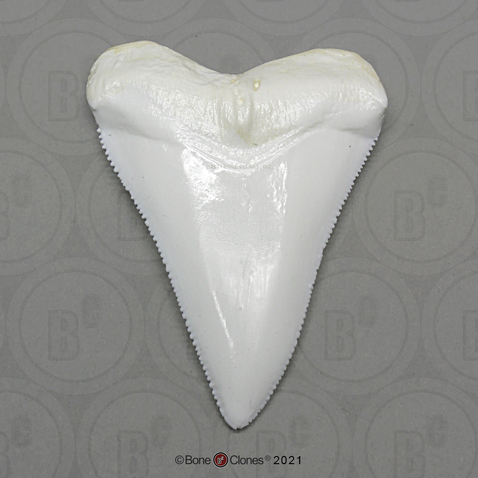 Great White Shark Tooth (Replica)