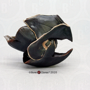 Giant Squid Beak