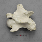 Single Giraffe Cervical Vertebra