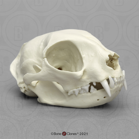 Common House Cat Skull