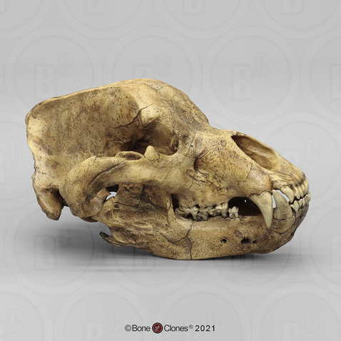 Cave Bear Skull