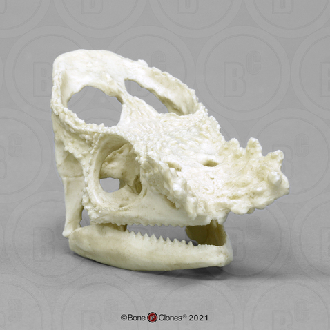 Parsons Chameleon Skull