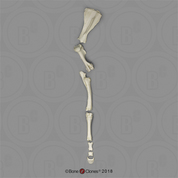 Horse Front Leg with Scapula, Disarticulated SC-125-67-DS