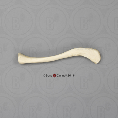 Human Female European Clavicle