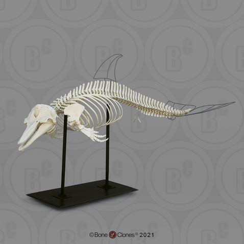 Articulated Atlantic Bottlenose Dolphin Skeleton