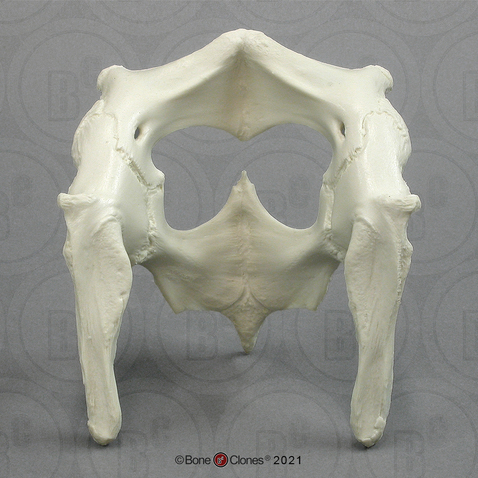 Komodo Dragon pelvis assembly