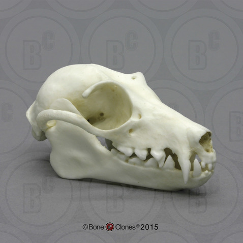 Fruit Bat Skull