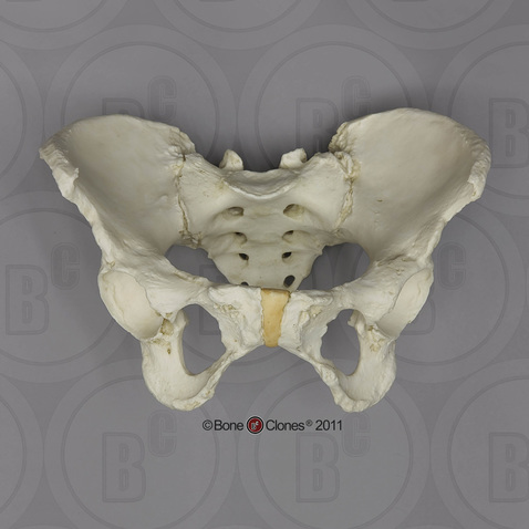 Human Female Asian Pelvis, Articulated