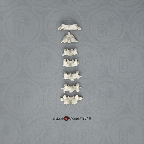 Vervet Cervical Vertebrae, set of 7