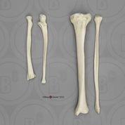 Comparative Set, Radius, Ulna, Tibia, Fibula, Adult Male European