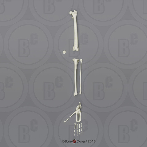 Mandrill Baboon Leg, Disarticulated with Disarticulated Foot