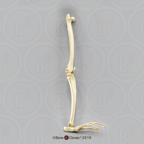 Mandrill Baboon Leg, Articulated with Articulated Rigid Foot