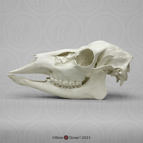 Economy White-tailed Deer Doe Skull