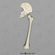 Human Female Innominate and Femur Set