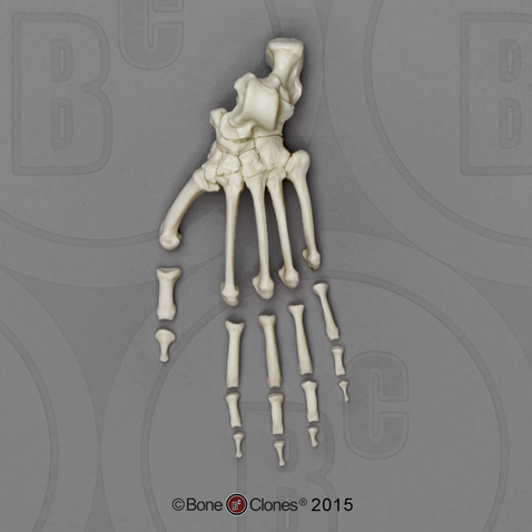 Bonobo Foot, Semi-articulated