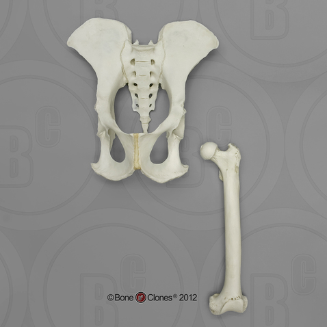 Male Chimpanzee Pelvis and Femur