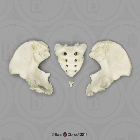 Human Female Asian Pelvis, Disarticulated