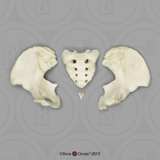 Human Female Asian Pelvis, Disarticulated