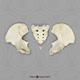 Human Female Asian Pelvis, Disarticulated