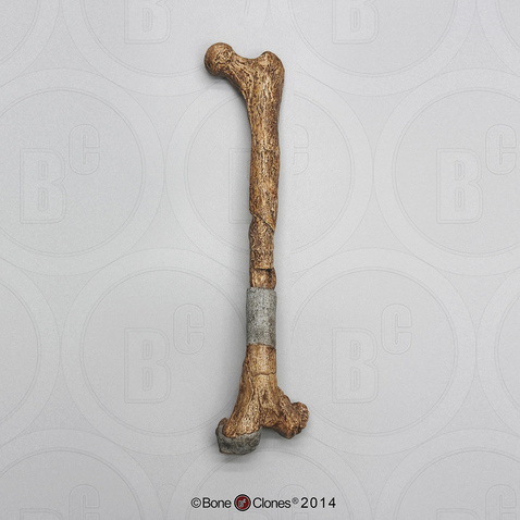 Australopithecus afarensis, "Lucy", Assembled Femur