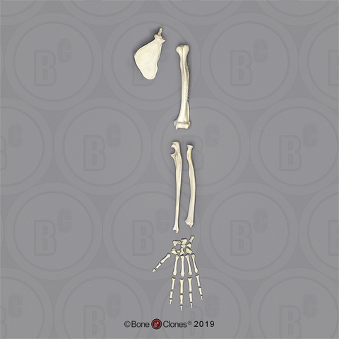 Rhesus Macaque Arm, Disarticulated w/ Disarticulated Hand (with Scapula)