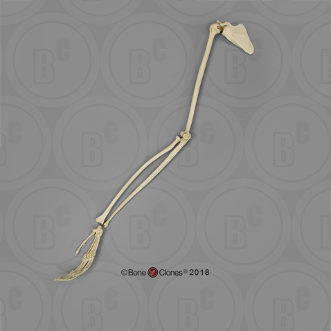 Siamang Arm, Articulated w/ Articulated Rigid Hand with Scapula