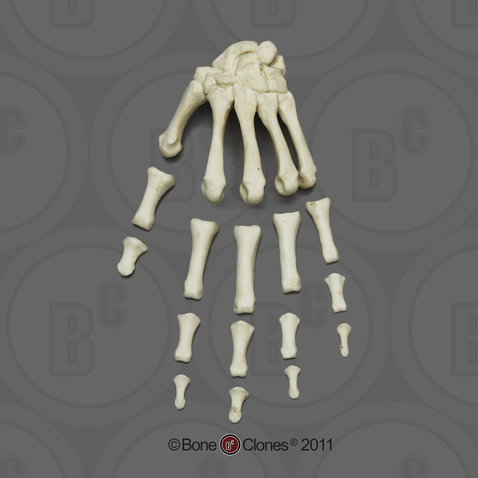 Human Adult Female Hand, semi-articulated