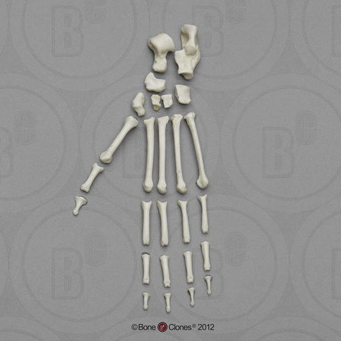 Capuchin Disarticulated Foot