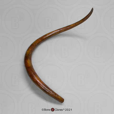 Woolly Mammoth Tusk (Single)