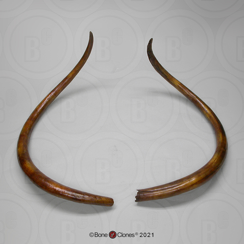 Woolly Mammoth Tusks (Pair)