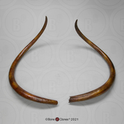 Woolly Mammoth Tusks (Pair)