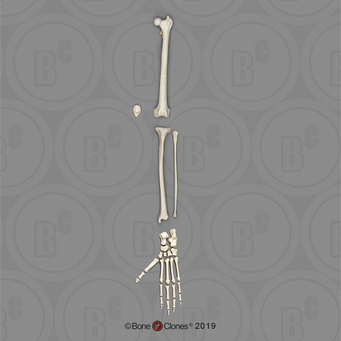 Rhesus Macaque Leg, Disarticulated with Disarticulated Foot