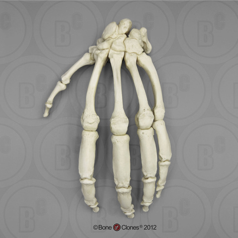 Articulated Gorilla Hand