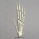 Siamang Hand, Semi-Articulated