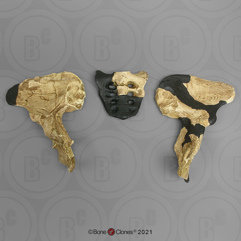 Australopithecus africanus Pelvis and Sacrum