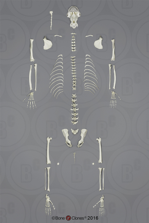 Disarticulated Mandrill Baboon Skeleton