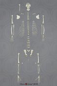 Disarticulated Mandrill Baboon Skeleton