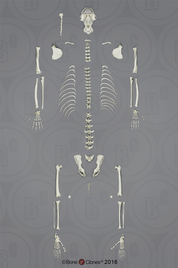 Disarticulated Mandrill Baboon Skeleton