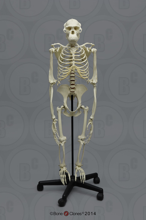 Articulated Bipedal Chimpanzee Skeleton with Stand