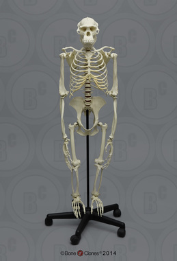 Articulated Bipedal Chimpanzee Skeleton with Stand