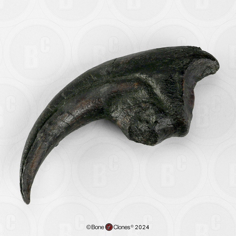 Allosaurus Claw