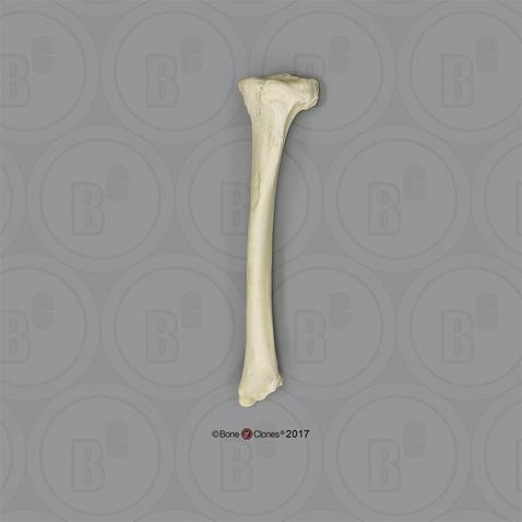 Male Orangutan Tibia