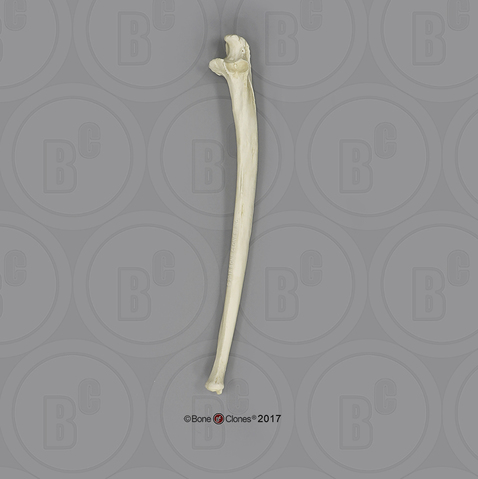 Male Orangutan Ulna