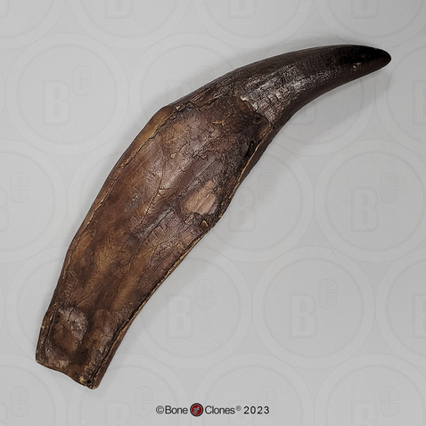 Tyrannosaurus rex tooth