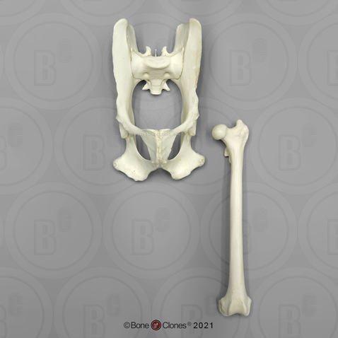 Rhesus Macaque Pelvis and Femur