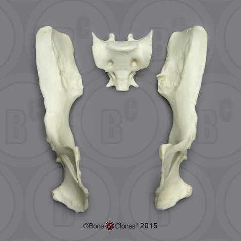 Rhesus Macaque Pelvis, Disarticulated