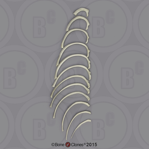 Human Male European Ribs, Set of 12 (one side)