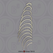 Human Male European Ribs, Set of 12 (one side)