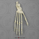 Capuchin Foot, Articulated Rigid