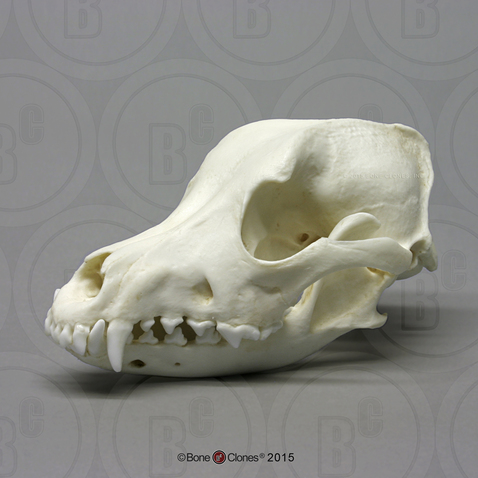 Airedale Skull